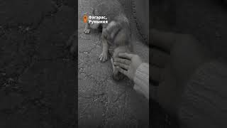 Собака плачет, когда чувствует ласку #animalshorts