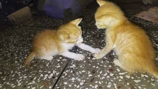 DAY_27 kittnes playing and fighting in last mother come then they stop #cat #kitten #viral #cat #ff