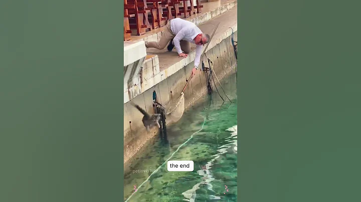 Watch the video about Funny cats #cats #funnycats #funny #funnyvideo #viralvideo