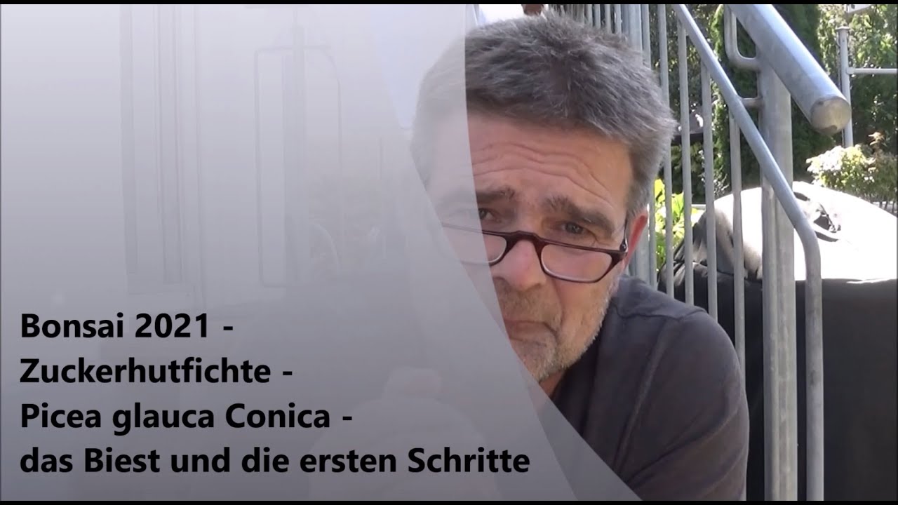 Bonsai 2021-46 - Zuckerhutfichte - Picea glauca Conica - das Biest und die ersten Schritte