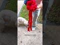常威妈妈成功托举常威成第二销冠小帅家的日常万物可爱计划