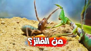 فرس النبي (السرعوف) ضد عنكبوت الجمل ..تتوقع من سيفوز؟!