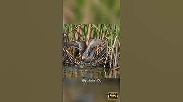 Shorebird Protects Nest in Wetland Reeds | Stunning 4K Wildlife Moment