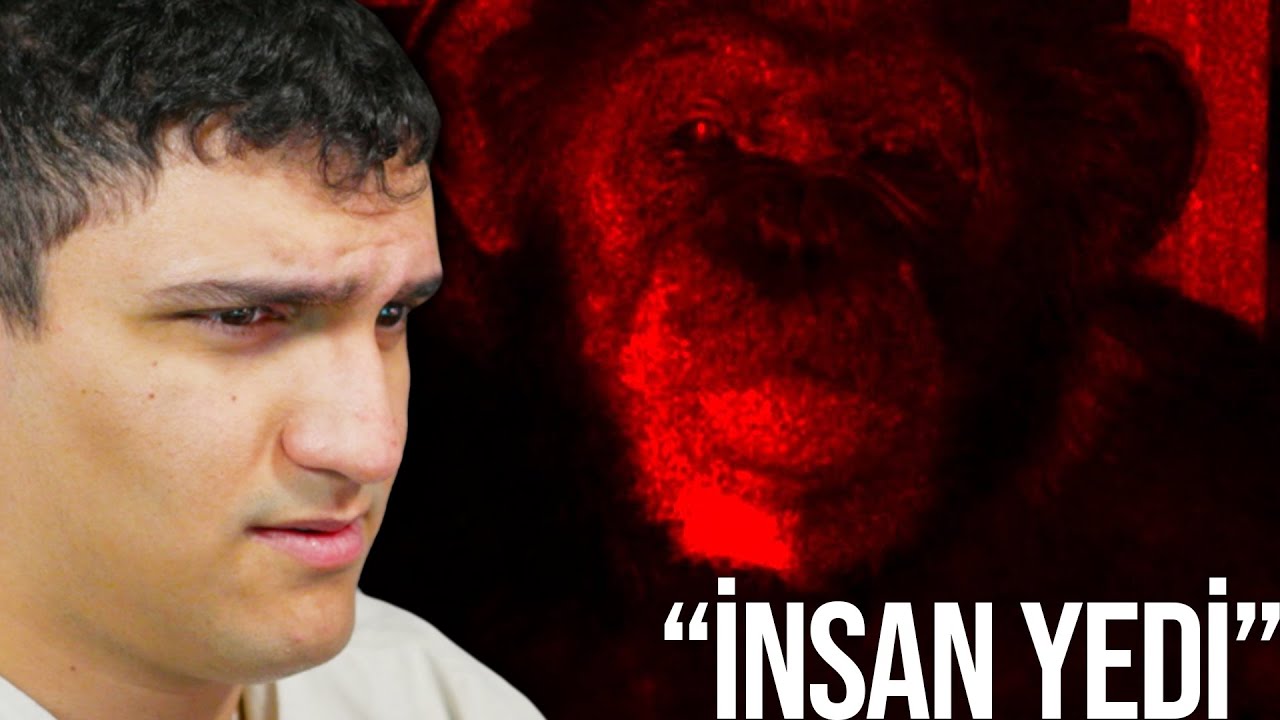 CharmQuell, KORKUNÇ ŞEMPANZE FACİASINI İZLİYOR!! (@PortalVideo @ffaicc)