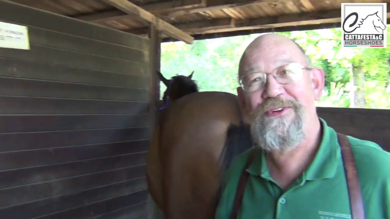 Scarpette per cavalli Dallmer