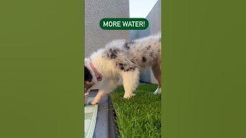 How to potty train your puppy?