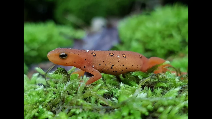 Tips for Breeding Newts and Salamanders --- And why it's Important!