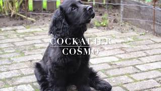 Cockalier Cosmo weekbyweek