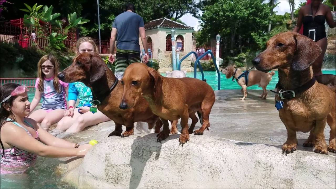 pawsinthepool