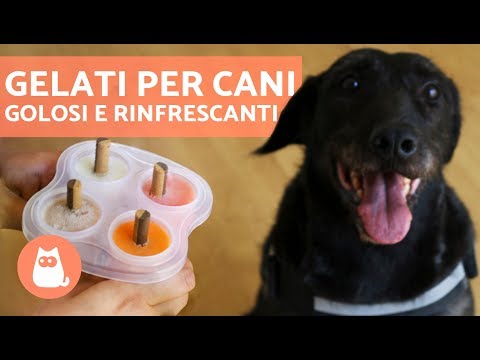 Gelati per cani fatti in casa - Ricetta squisita