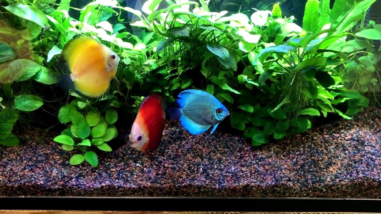 Discus in a 30 Gallon Planted Tank update 3 - YouTube