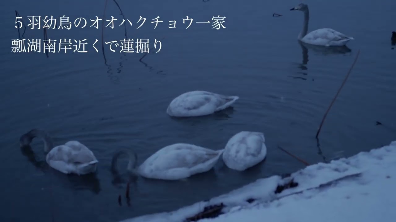 Hyoko Weekly 2026 02 10