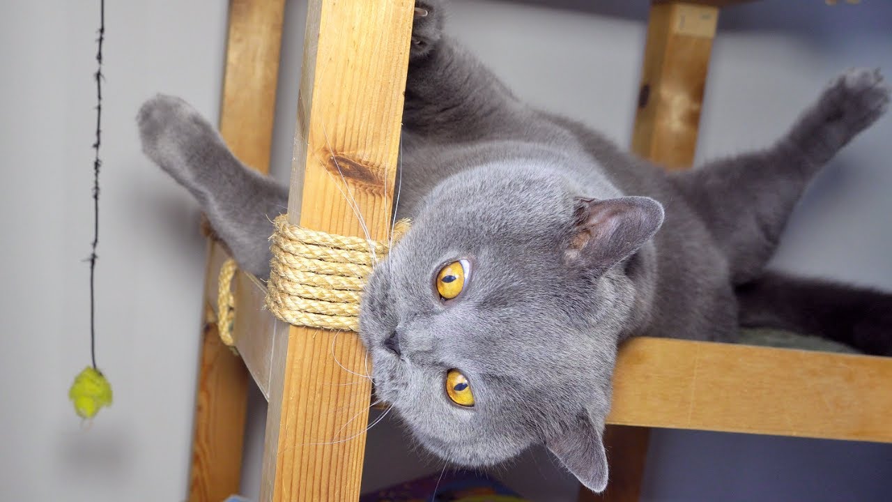 British Shorthair playing on a cat tree YouTube