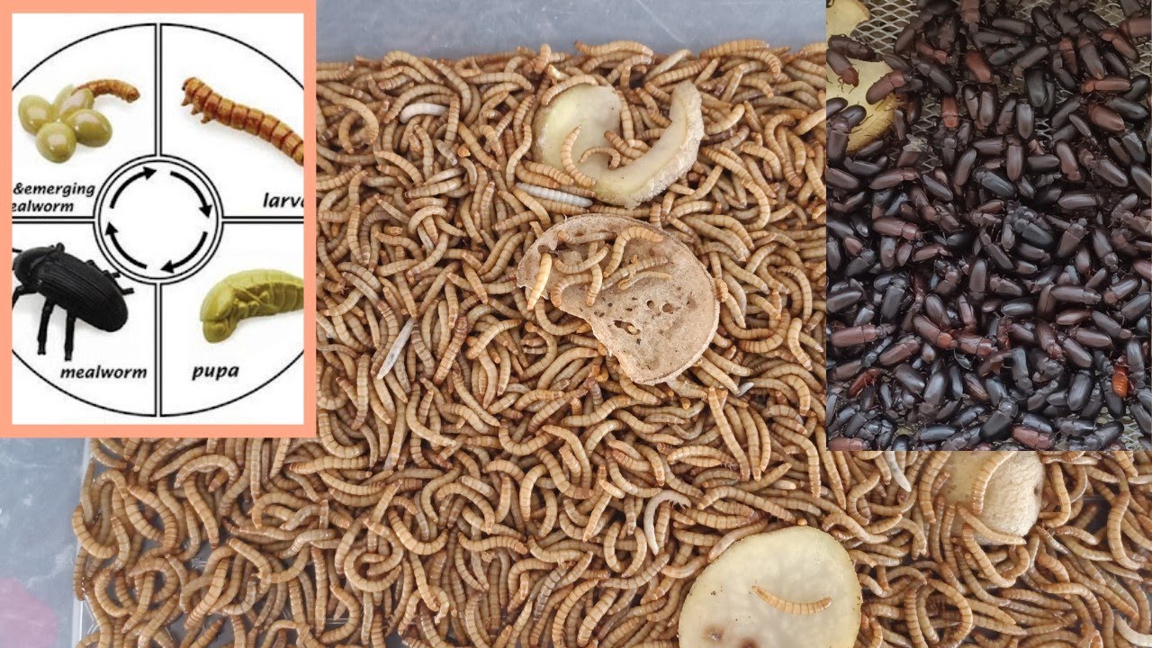 Выращивание мучных червей в домашних условиях: самые простые способы и шаги