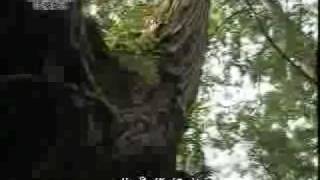 20091007-3《靜思晨語。法譬如水》發心立願 信因畏果
