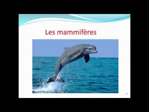 Classification Vertébré 