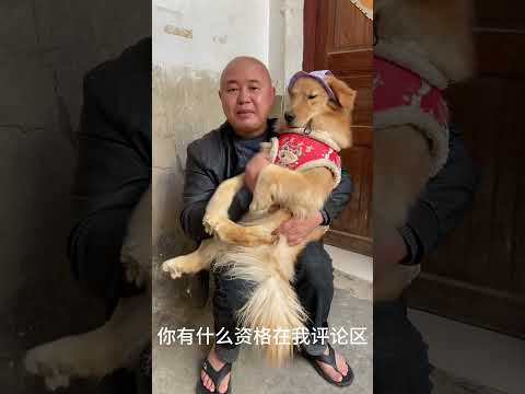 Unleash The Joy The Heartwarming World Of Dog Ownership 