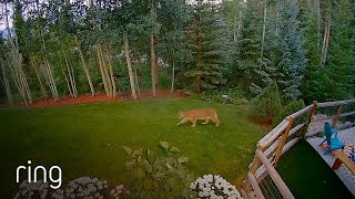 Mountain Lion Makes Itself At Home in Marv’s Backyard⼁RingTV