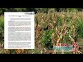Sequía deja pérdidas por más de $40.000 millones en cultivos de maíz del Tolima