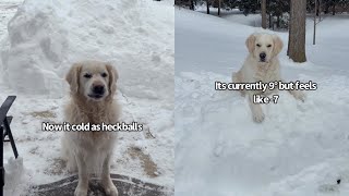 Den Retrievers Report On The Weather
