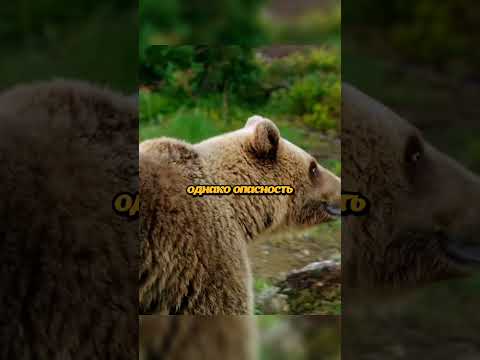 Самка медведя с медвежатами встретила самца🐻 #животные #природа