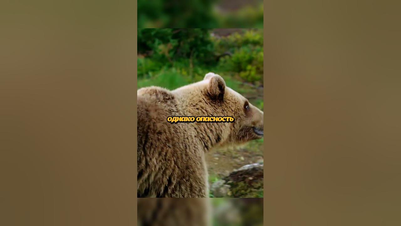 Самка медведя с медвежатами встретила самца🐻 #животные #природа - YouTube