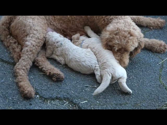 Laska mit zwei Puppies