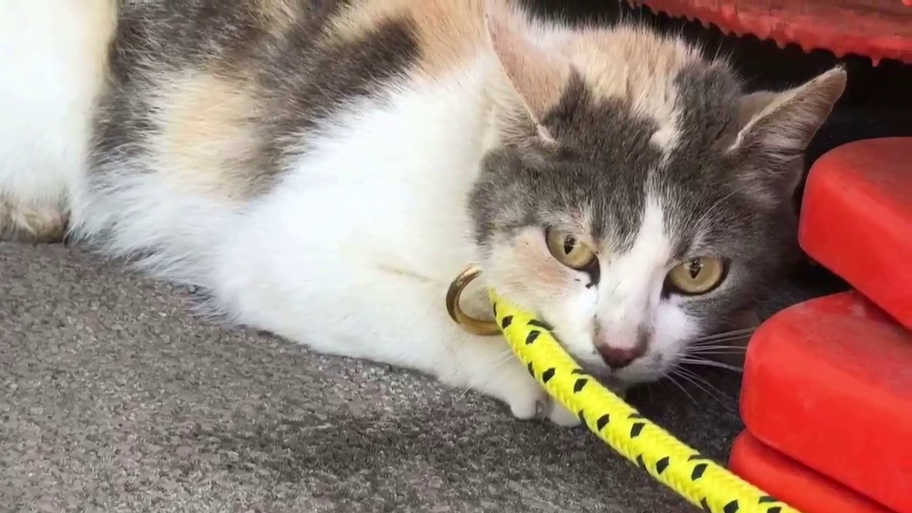 rescue dogs rock nyc Community Outreach Cat Rescue - May 6, 2017