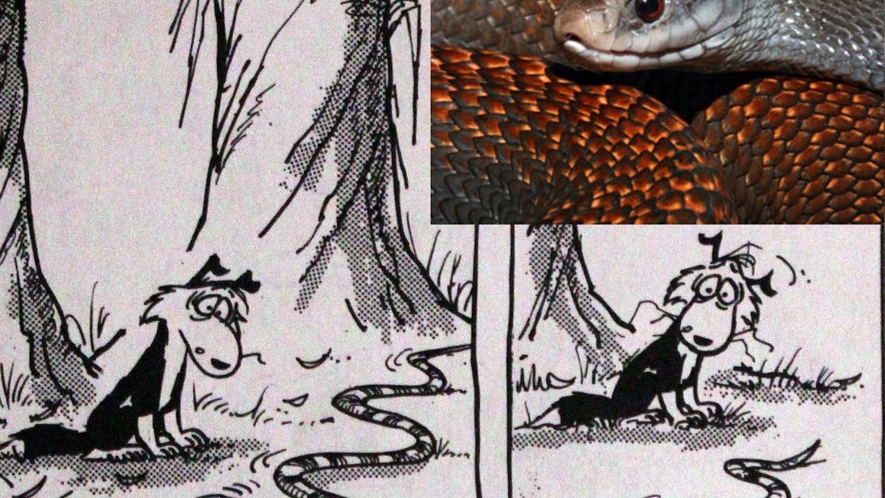camera iphone 8 plus apk Dealing with deadly snakes in Papua New Guinea - ABC News