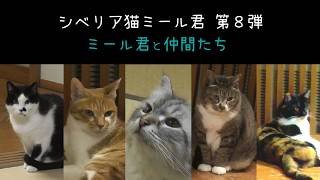 シベリア猫ミール君第８弾（平成31年2月22日公開） /Siberian cat vol.8 by akita pref.