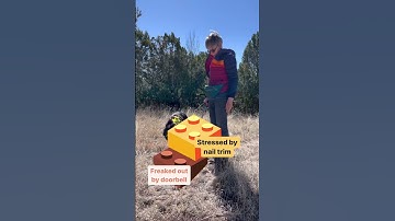 Dog Only Reactive ... SOMETIMES? #dogtraining