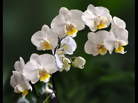 Фаленопсис . Первый полив орхидеи после пересадки.