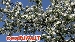 Apfelblüte am Niederrhein (O-Ton)  | Apple blossom season (Original soundtrack) 4K