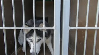 Huskies are housed in San Diego shelters with unprecedented numbers
