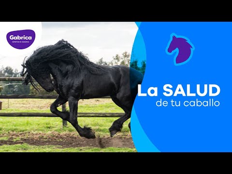 Video: Raza De Caballo Morab Hipoalergénico, Salud Y Vida útil