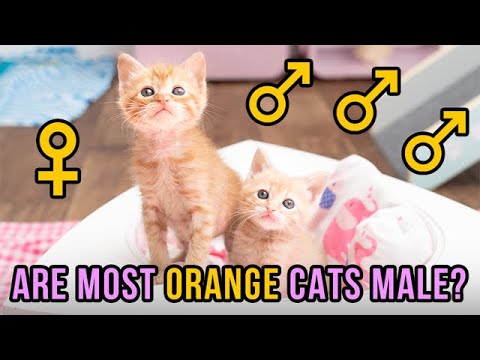 Video: Zijn oranje katten altijd mannelijk?