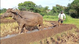 Membajak Sawah Dengan Satu Kerbau, Pesona Alam Pedesaan Garut Jawa Barat | Keindahan Lembur Sunda