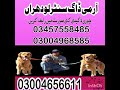Army dog center lodhran khoji dog in lodhran