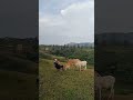 nature #naturelovers #unwinding #foryoupage #viral