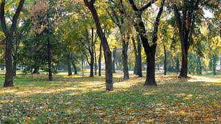 Autumn Videos, Download Free 4k Stock Video Footage \& Autumn HD Video Clips 9