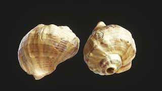 Sea shell Low-poly 3D model