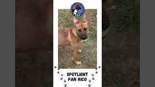 CAP VIP Pan Rico is sweeter than anything you'll find at the panaderia. Let her rescue you today! by Citizens for Animal Protection 96 views 6 months ago 1 minute, 25 seconds