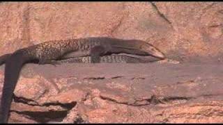 black-headed monitors mating at Sydney Wildlife World