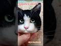 You can also diy this cute cat #custom #cat #diy #art #needlfelt