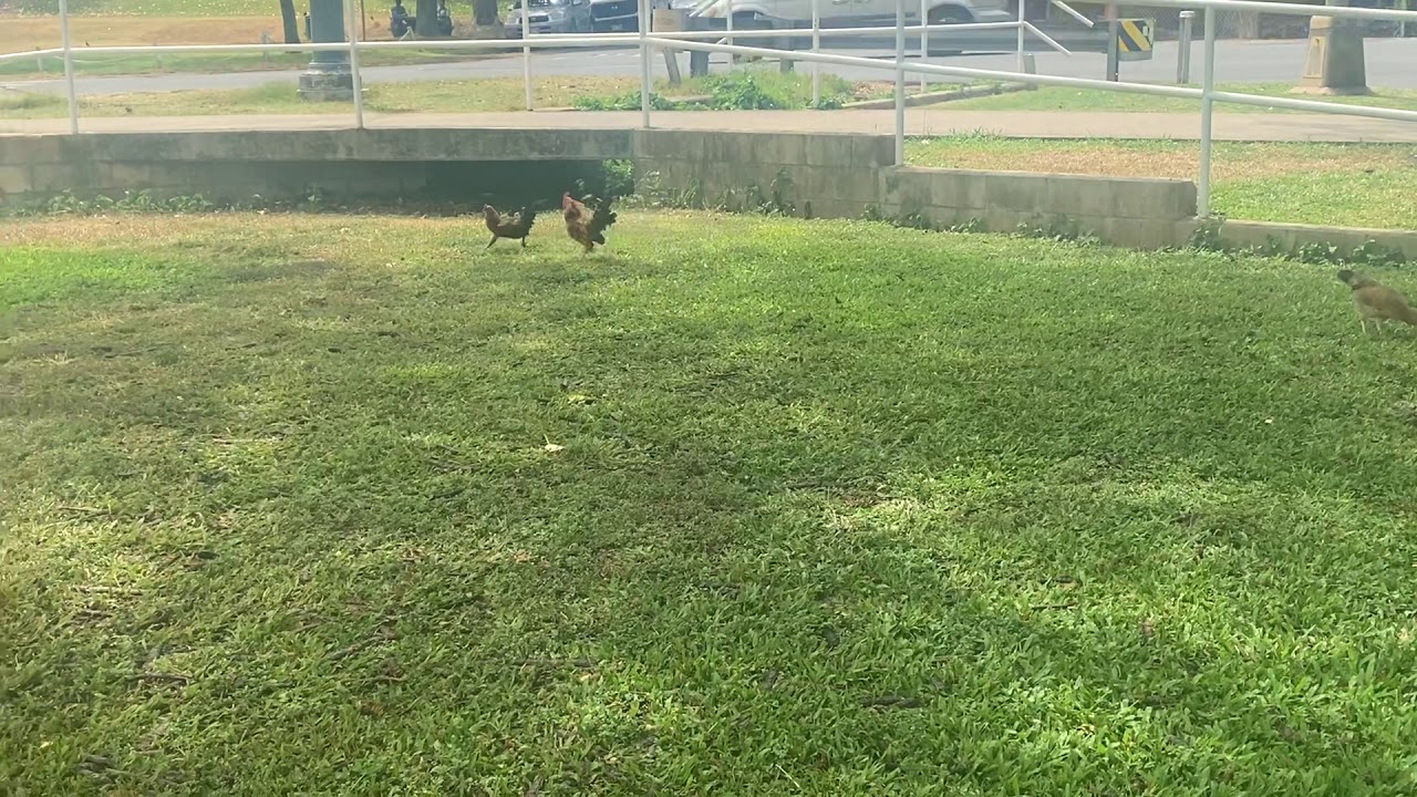 Chicken Fighting in Hawaii - YouTube