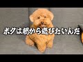 独身男とトイプードルのモーニングルーティン。