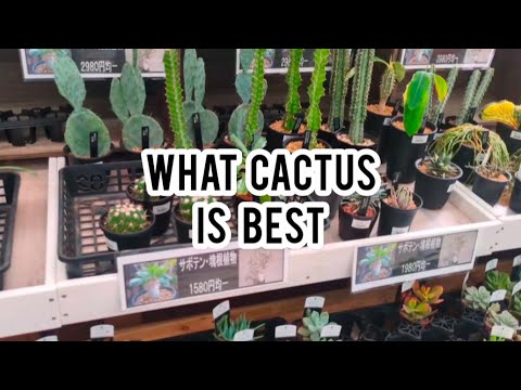 CACTUS FOR HOME