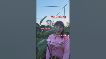 Cây Trâm không hạt xuất xứ Thái Lan | 0386569374 - Ngọc Ngân Bến Tre | Chuyên cây độc lạ