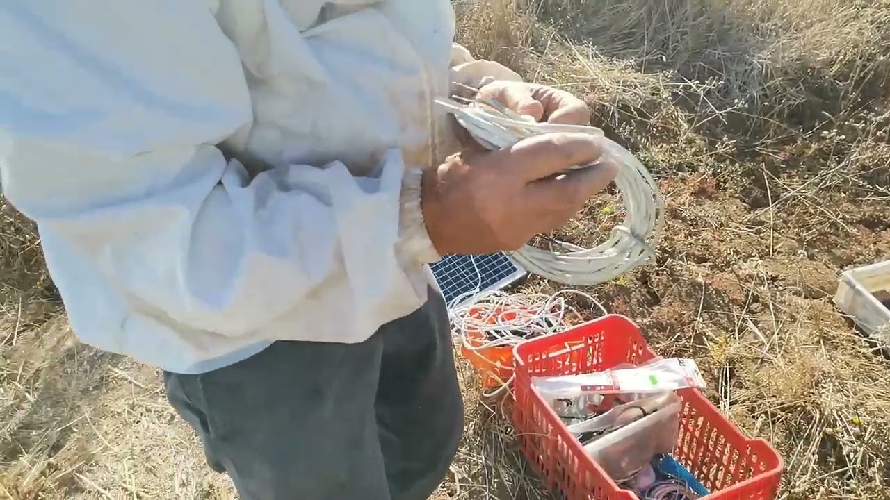 Vespas Asiáticas - Harpas Elétricas