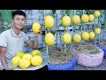 Queen yellow melon super easy growing method crispy sweet cooling summer day